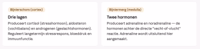 Stress & Bijnieren