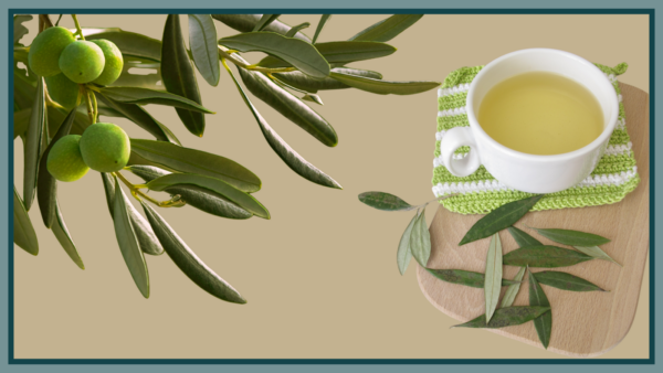 Olijfblad, ongekend waardevol voor de gezondheid