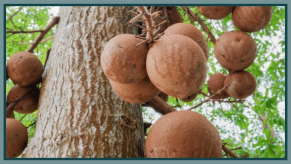 Krappa Olie: Een Natuurlijke Helende Kracht uit het Amazonegebied