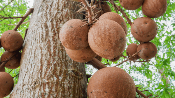 Krappa Olie: Een Natuurlijke Helende Kracht uit het Amazonegebied