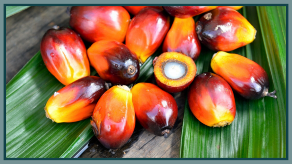 Batana Olie: Voeding en Herstel voor de Huid