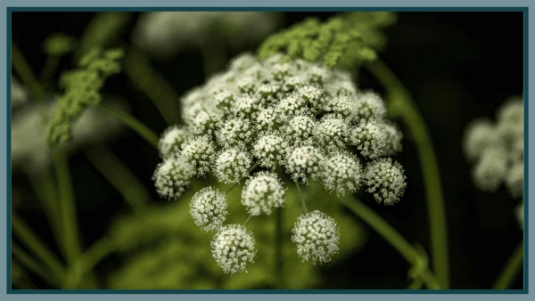 De Kracht van Angelica Archangelica (Engelwortel)
