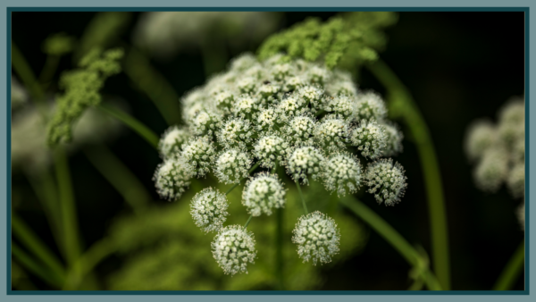 De Kracht van Angelica Archangelica (Engelwortel)