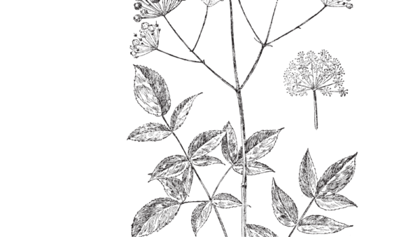 Sarsaparilla een natuurlijk wondermiddel voor gezondheid & balans