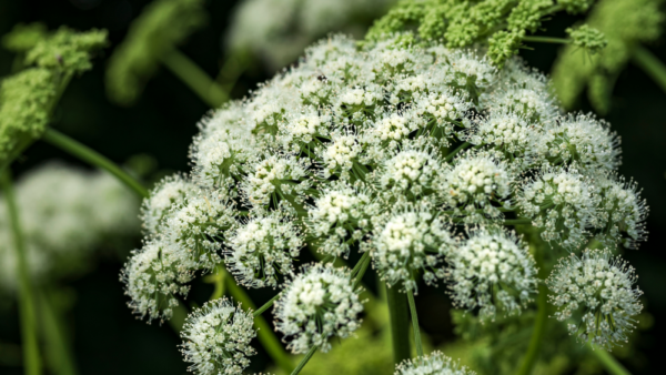 De Kracht van Angelica Archangelica (Engelwortel)