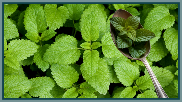 Citroenmelisse: meer dan alleen een rustgevende plant