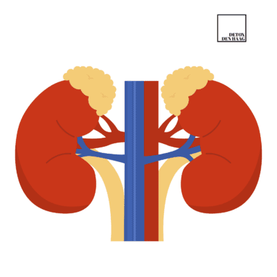 Cortisol het stresshormoon