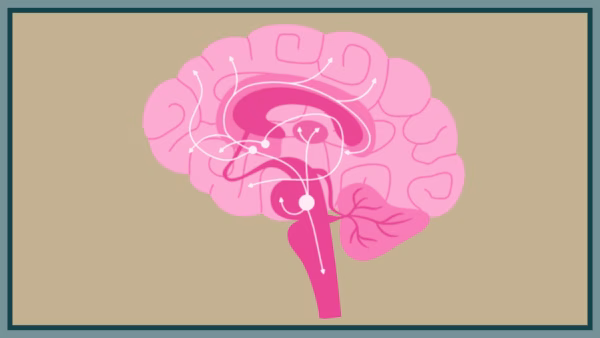 Wat is acetylcholine?