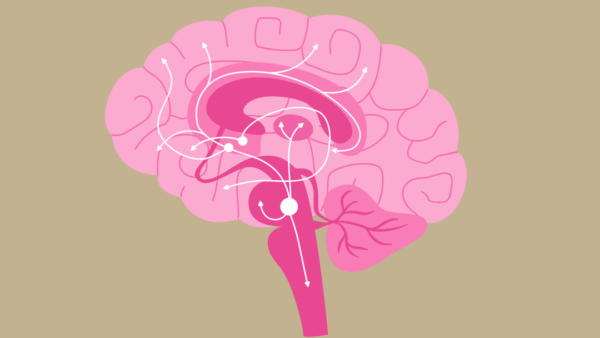 Wat is acetylcholine?