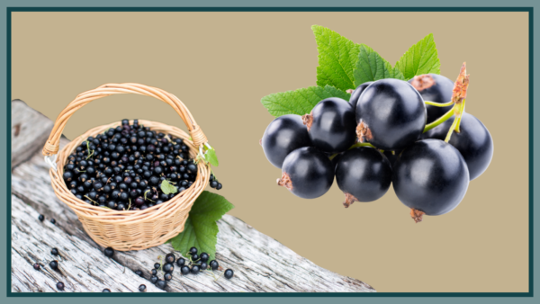 Een klein, donker paars besje vol kracht, Ribes Nigrum