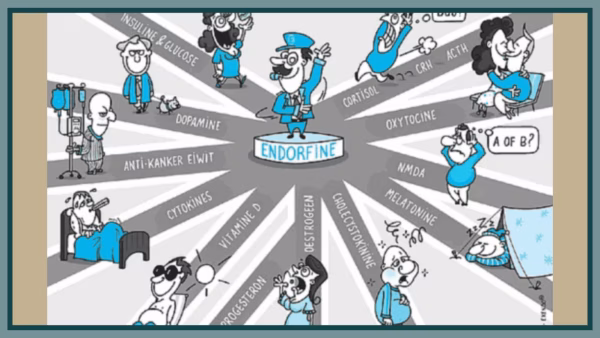 Het Endorfine Systeem