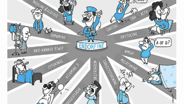 Het Endorfine Systeem