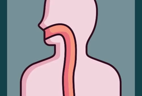 De slokdarm – wat vertelt je lichaam?