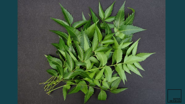 Neem, een bijzondere boom